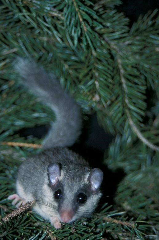 Dryomys nitedula
